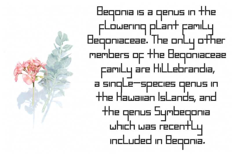 BEGONIA