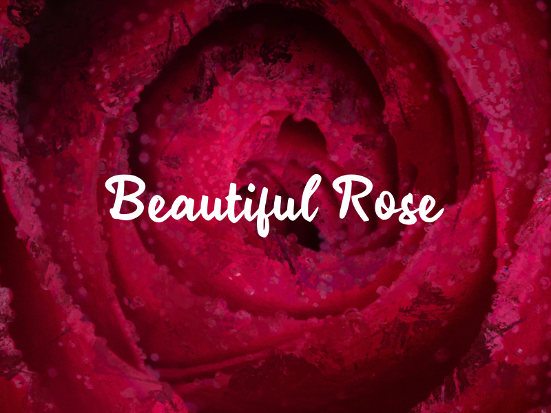 b Beautiful Rose
