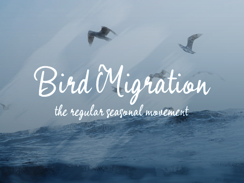 b Bird Migration