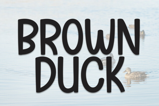 Brown Duck