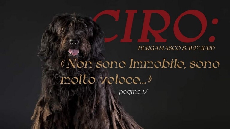 Bergamasco