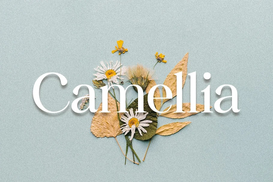 Camellia