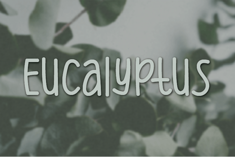 Eucalyptus