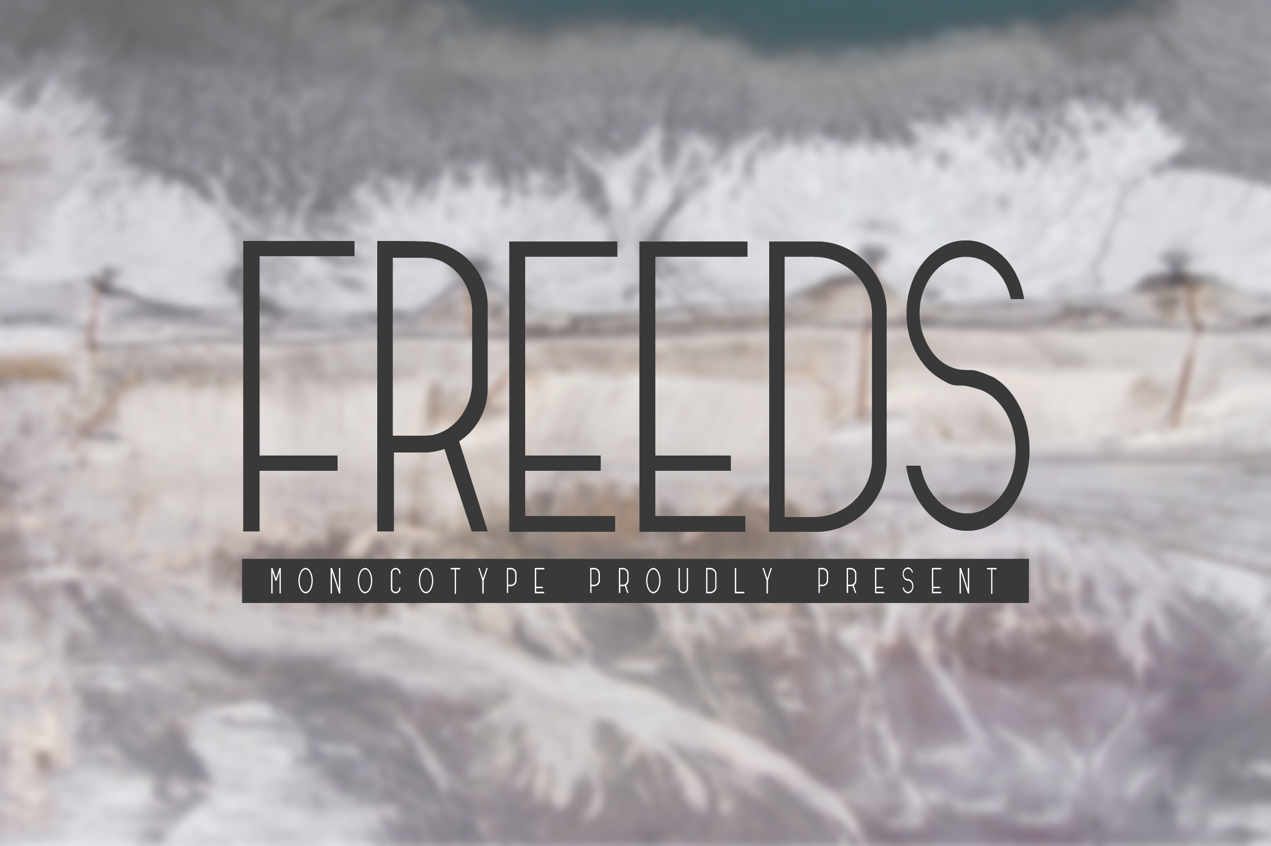 Freeds