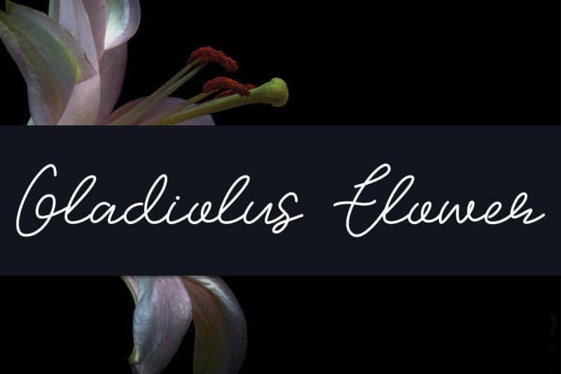 Gladiolus Flower