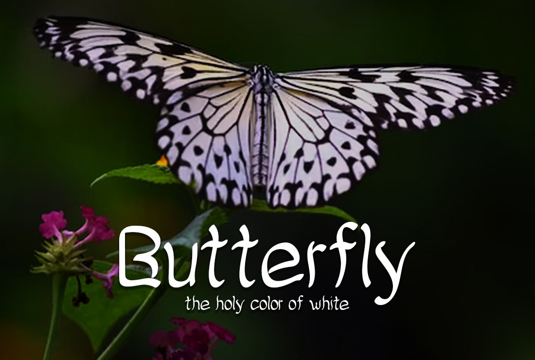 Lovely Butterfly