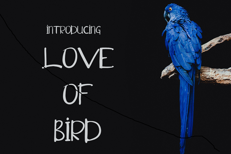 Love of Bird