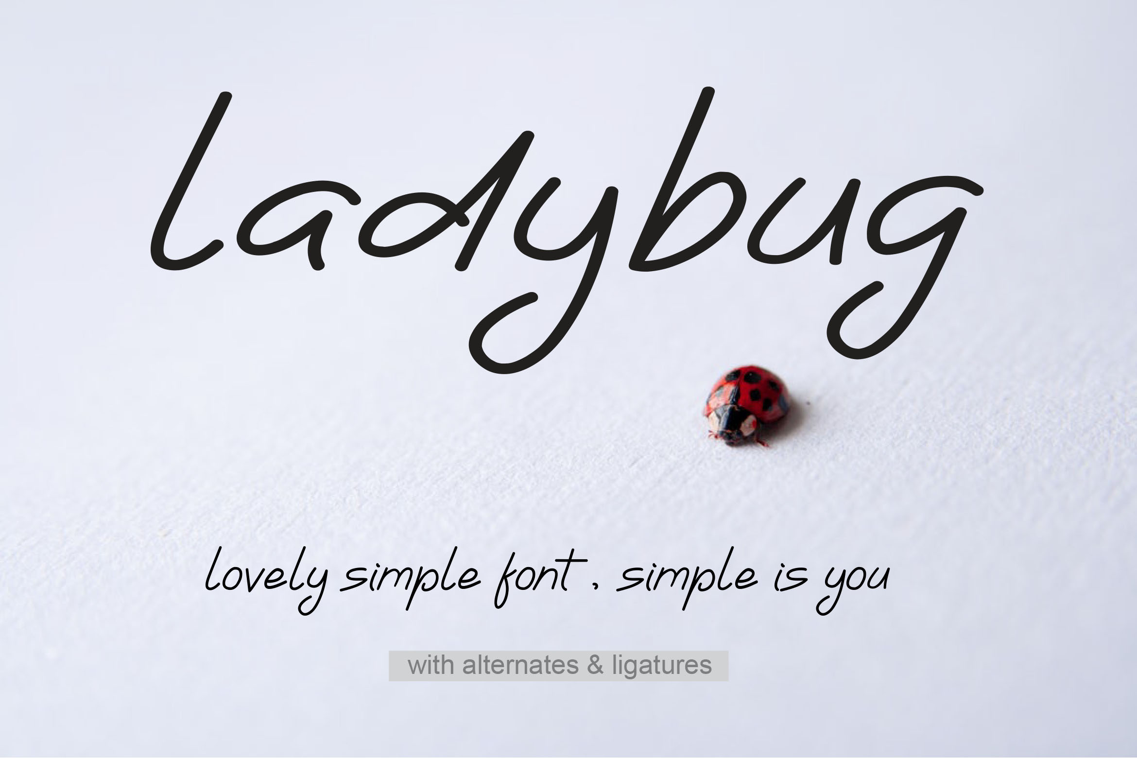 Ladybug