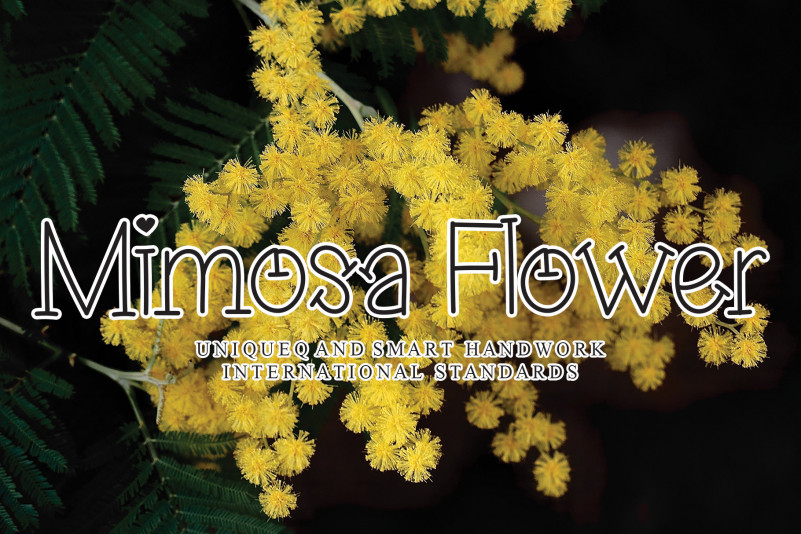 Mimosa Flower