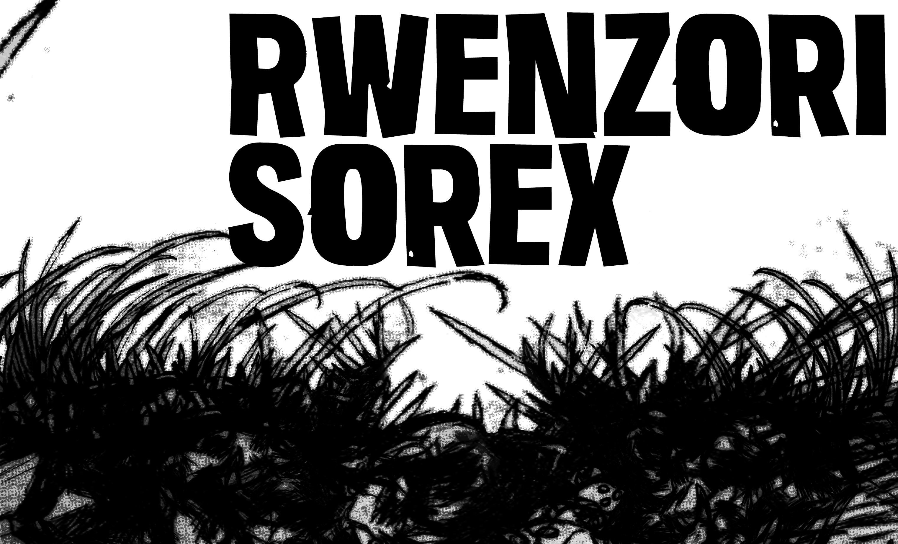 Rwenzori Sorex