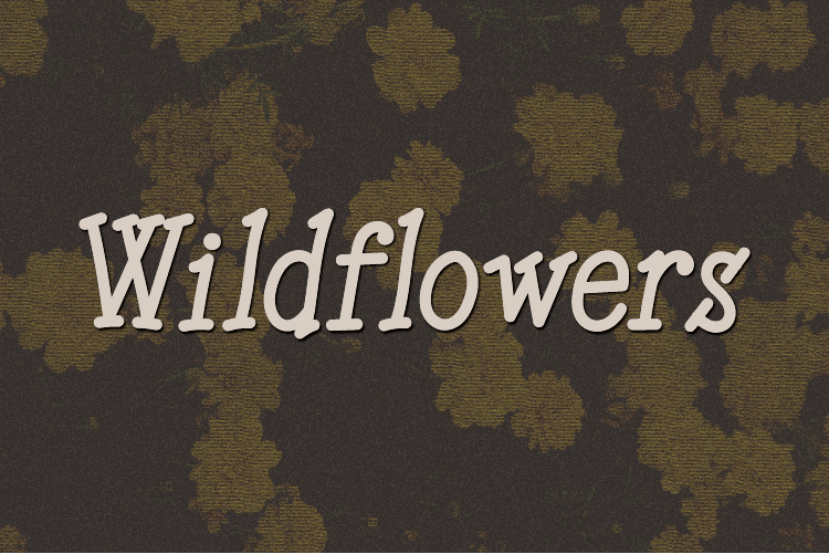 Wildflowers